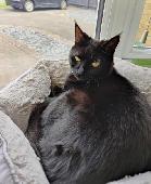 I only found this site recently, but my cat Julia has been missing for over 2 ye