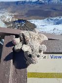 Found at the top of the teleferico Teide, Tenerife. We left it at the gift shop