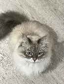Our 2 year old grey and white Siberian cat went missing on the 25/02/2025, she w