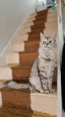 Reward!!  Hiba my cat has been missing since 7th Dec. White and silver/grey fema