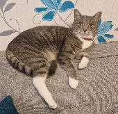 I've lost my cat Korra.
She has light and dark grey stripes from head to tail.
W