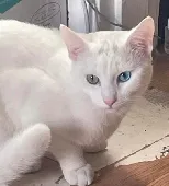 Snowy is a short hair white cat with small black markings on his head .. he is n