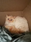We recently adopted our cat, Shakespeare, from the RSPCA . Unfortunately, in the