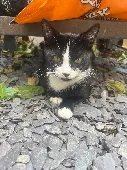 I have lost my kitten, she escaped from my house. She’s a black and white cat wi