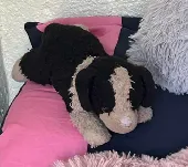 Black and white toy dog, very sentimental and from a deceased family member. Los