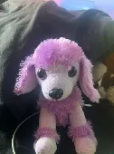 hiya, I'm looking for this purple poodle plush that went missing in freemen stre