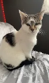 White male domestic shorthair cat with tabby stripped patches and black dots on 