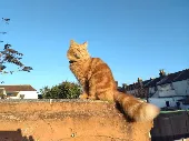 Have lost a ginger fluffy long haired male cat- he is neutered and microchipped.