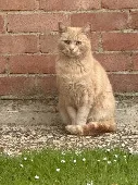 Noticed him/her about 5 months ago in the alley behind my house, so starting fee