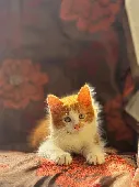 🚨 MISSING CAT – £150 REWARD 🚨

Please help us find our beloved kitten!

🐾 Nam