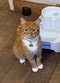 Ginger and white tabby ‘SIMON’ missing from Dorking Road, Chorley, Lancashire. L