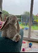 Daughters jelly cat bunny left at Tower of London cafe or possibly underground. 