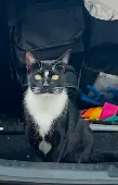 Black cat with a white belly , paws and a distinctive white diamond like marking