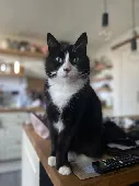 Nando is nearly 7 years old, mostly black with small amounts of white on his paw