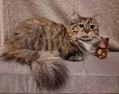 My pet has gone missing from West Park,BD8 area, She was last seen getting strok
