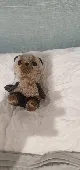 Very old and worn, small panda teddy