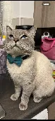 Our cat Frank went missing or stolen on 9/10/25. He is medium/large build with c