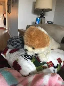My son’s stuffed animals and blanket were taken when his backpack was stolen fro