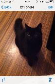 My cat has been missing since the above date. We've moved into this property and