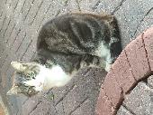 Grey and white Tabby male found. Very friendly good with my children but is afra