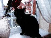 Our cat Jasmine has been missing since the evening of Friday 3rd July, possibly