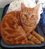 Stitch was lost as a result of a car accident near Killinchy in County Down on 2