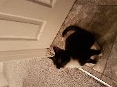 Mainly all black with a white bib at the front and 2 white spots on her back leg