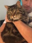 Our cat Oliver (olly) has gone missing he is new to the area and got out, we hav
