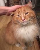 Long haired Ginger & White beautiful male cat. Bushy tail white patch to nose. V