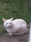 White cat male 5 years old missing since 29 April from holnewood area Bradford B