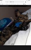 He is a boy, about 1 year old, he is quite small but not that small medium, he i
