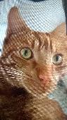 This is Milo he is 2 years old and he is a ginger Tom cat and he is a very frien