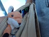 We Lost pur lovely Fox in the aer lingus flight from Dublin ti Boston. He Is the