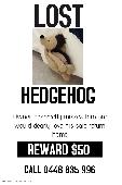 Lost toy hedgehog. Dark brown, light tan, much loved and a very dreadlocked. Own