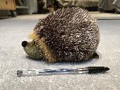 Living Nature branded toy hedgehog. 9 year old owner is devastated. The photo is