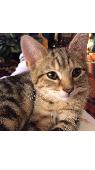Our little cat Tilda went missing from our garden on 7th September. She is a sma