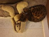 Missing bengal cat He was last seen Thursday evening, he was wearing a pink coll