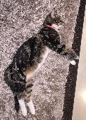 She is a tabby cat with green eyes. She is black, brown and white. She is stripe