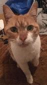 Ginger and white Tom