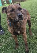 Brindle Staffordshire bull terrier cross German shepherd lost from near sewage w