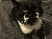 George is a black and white neutered cat who has been missing for 2 weeks. He ha