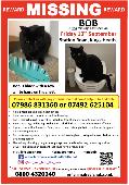 Our cat Bob went missing from Kings Heath in Birmingham on Friday 13th September