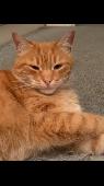 Ginger Tom cat found. Very friendly and approachable. No bottom front teeth. Not