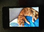 Can be timid male neutered ,chipped called Ben 2years old , he was a feral kitte