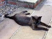 Our dear Brown Burmese has been missing since 1st November 19, we are so very up