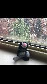 Lost my stuffed cat, Meow-Meow Kitty (had him for 15 years) while running errand