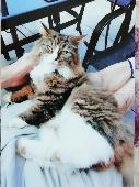Lottie has been missing 9 weeks and 3 days now. She is so trusting we fear she h