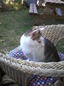 Our little cat Yoshi is still missing from Beechwood Rd, B14. He's been missing 