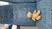 Hi, I found a small teddy on a Southern Train when I got on in East Croydon. The