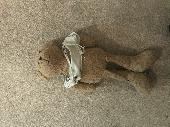 A VERY loved looking teddy bear think it was lost near Minster Church in Minster